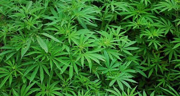 Westleaf Cannabis closes on $20 million in financing