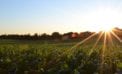 Corn field Plant health a decidedly human issue