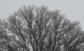 trees nature winter It’s still winter but my trees are getting chubby