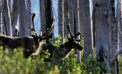 mountain caribou No evidence predator control will save caribou: study