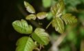 green plant on selective focus photography Being careless around poison ivy can cost you