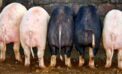 Pigs How to win the war against global famine