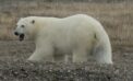 polar bear Is the polar bear’s life becoming even more perilous?