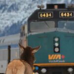 via rail train railroad transportation deer animal wildlife