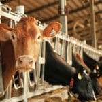 Dairy farmers need to wake up before the system crumbles