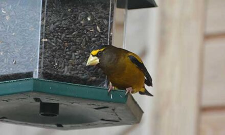 Tips for setting up your bird feeders