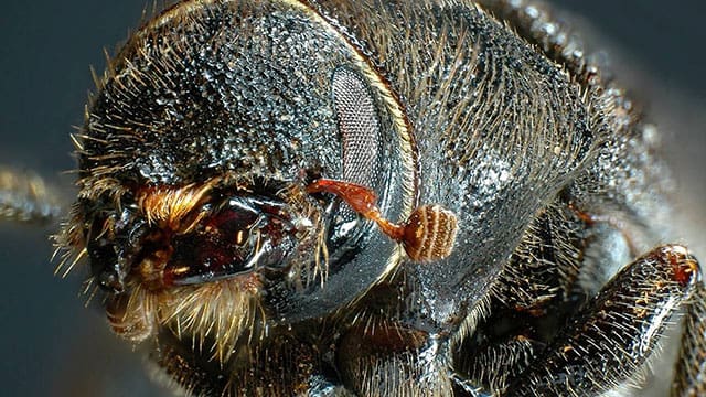Climate change both a blessing and a curse for mountain pine beetles