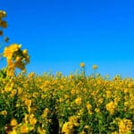 New canola research supercharges yield and profitability