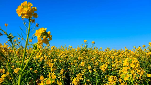 New canola research supercharges yeild and profitability