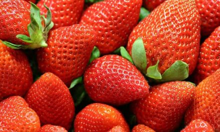 Why strawberry farmers are struggling this season