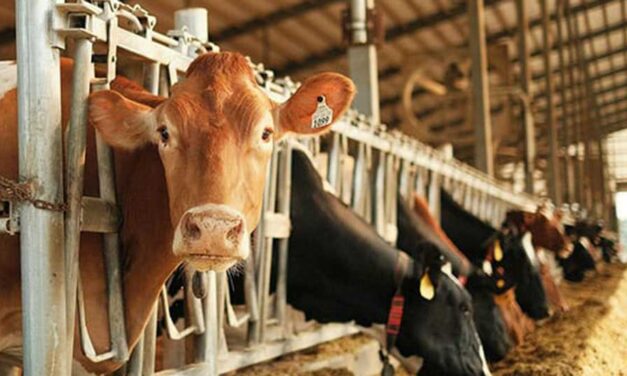 Why is Canada paying for dairy ‘losses’ during a boom?